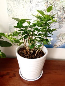 茉莉花