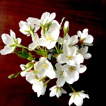 花朵绽放