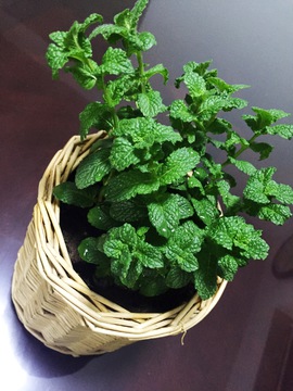 薄荷