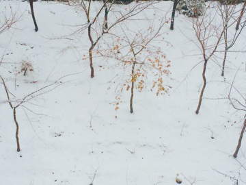 雪景