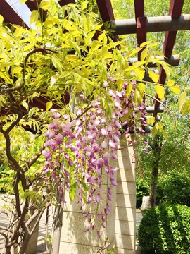 紫藤花
