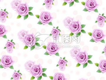 玫瑰花 紫色玫瑰花底纹