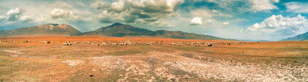 全景草原上的羊群