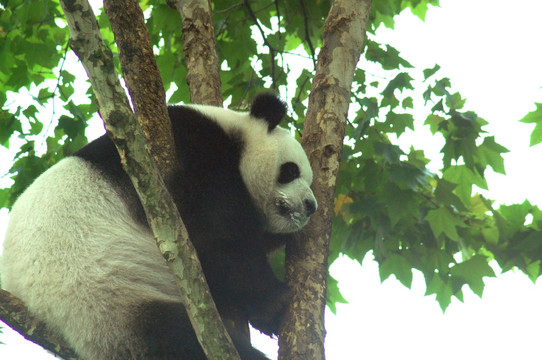 爬上梧桐树的大熊猫