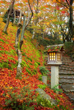 日本京都红叶