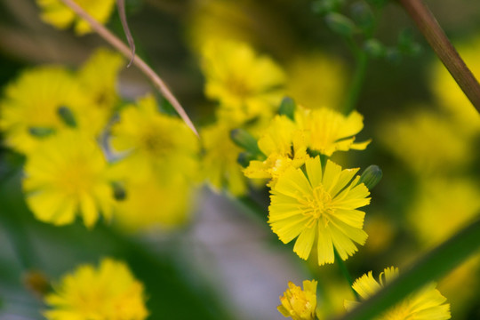 黄花