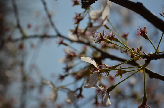 樱花