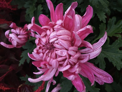 菊花