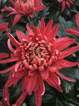 菊花