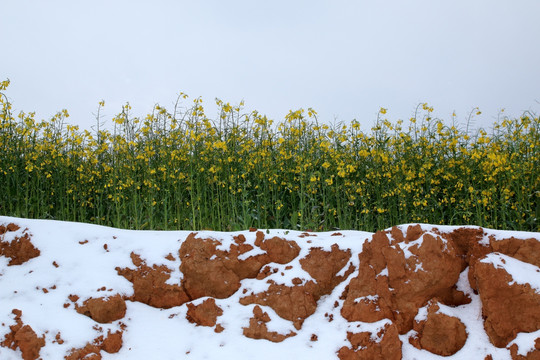 雪 油菜花