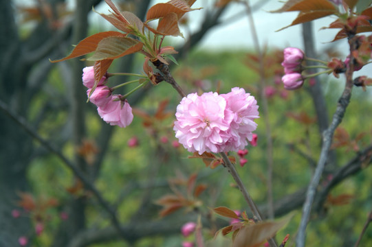 花开富贵