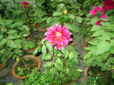 菊花