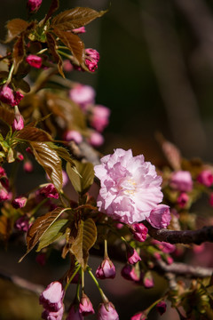 樱花