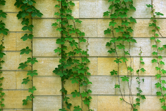 绿色植物墙