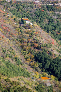 北京蟒山森林公园秋景