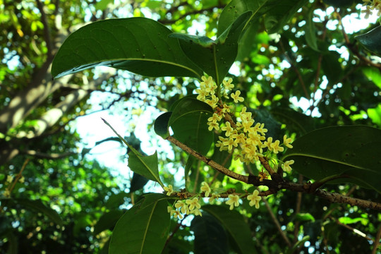 桂花树