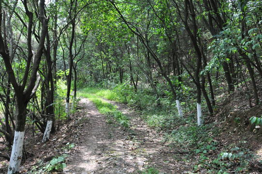 林间小路