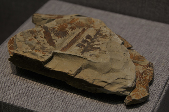 绵阳古生物化石