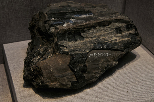绵阳古生物化石