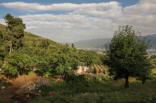 梨园 植物 自然 会泽