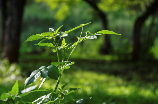 梨园 植物 自然 会泽