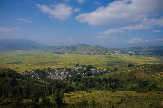 植物 麦田 阳光 风景