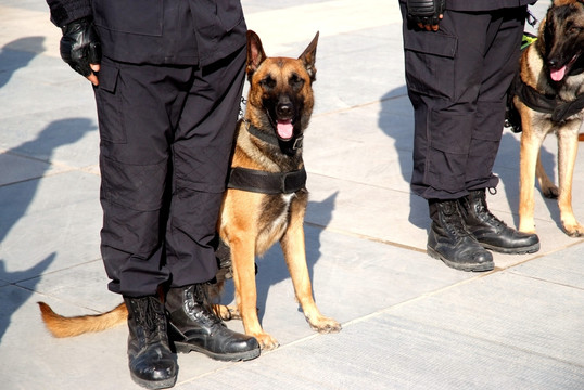 警犬 执勤