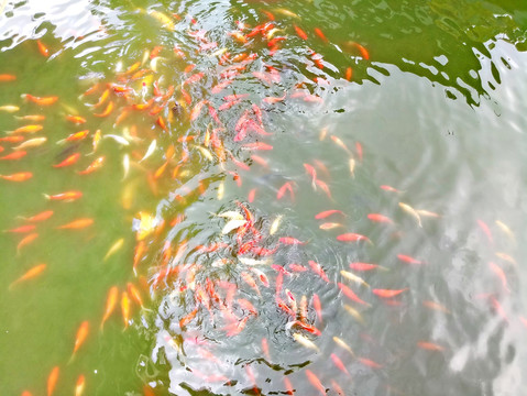 金鱼池 观赏鱼