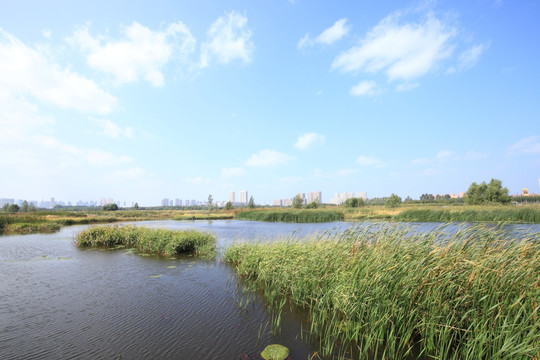 芦苇湖面