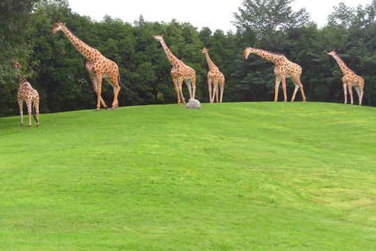 城市道路景观设计 长颈鹿雕塑