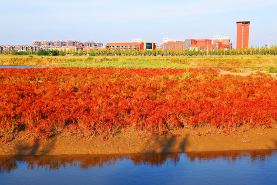 红色湿地