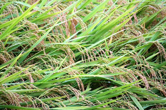 水稻 水稻田 稻穗