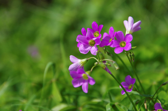 小镇 古城 植物 房屋