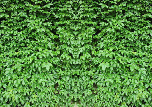 植被墙