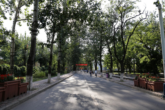 校园林荫清新小路
