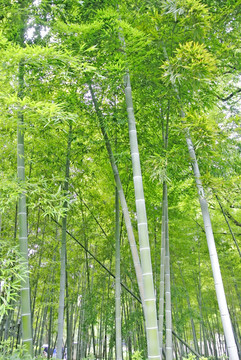 竹子 阳光竹林背景 竹林素材