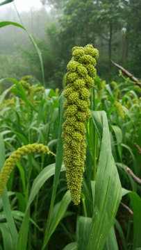 谷穗
