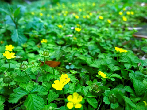 森林地表 黄色野花 背景素材