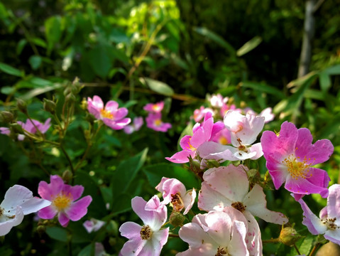 粉色野蔷薇花 粉色野花