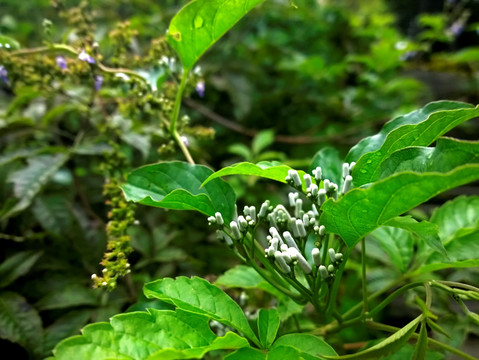 白色野花 背景素材 植物