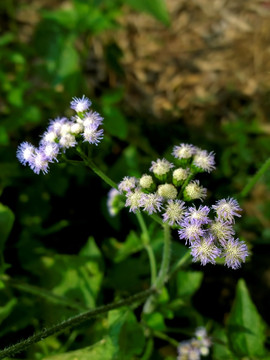 霍香蓟 紫色 野花 菊科