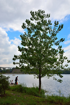 湖边的杨树
