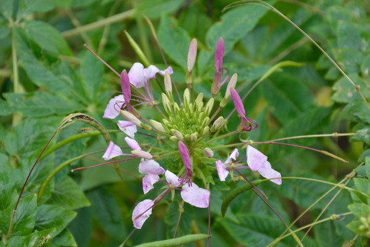 醉蝶花