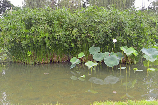 池塘水景 一丛水竹
