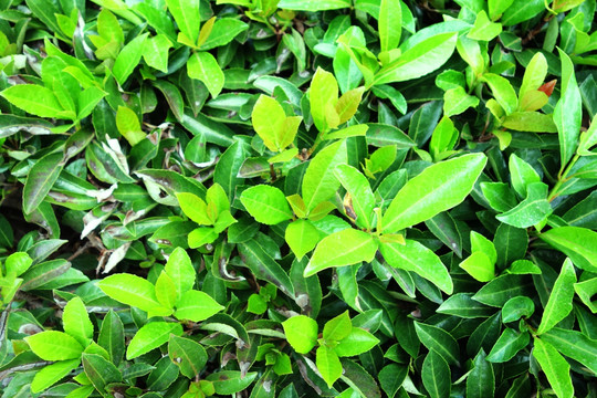 绿色树叶背景 植物墙
