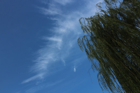 柳树 蓝天白云 散云