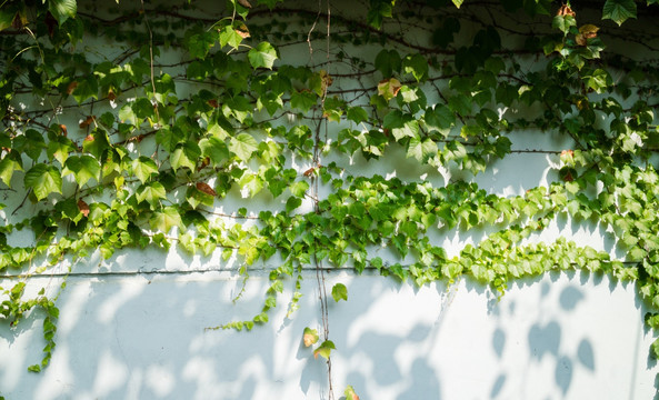 阳光植物墙