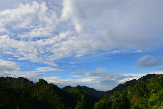 茶园生态茶叶美丽景色