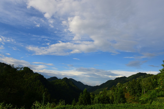 茶园生态茶叶美丽景色