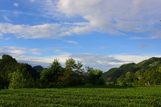 茶园生态茶叶美丽景色